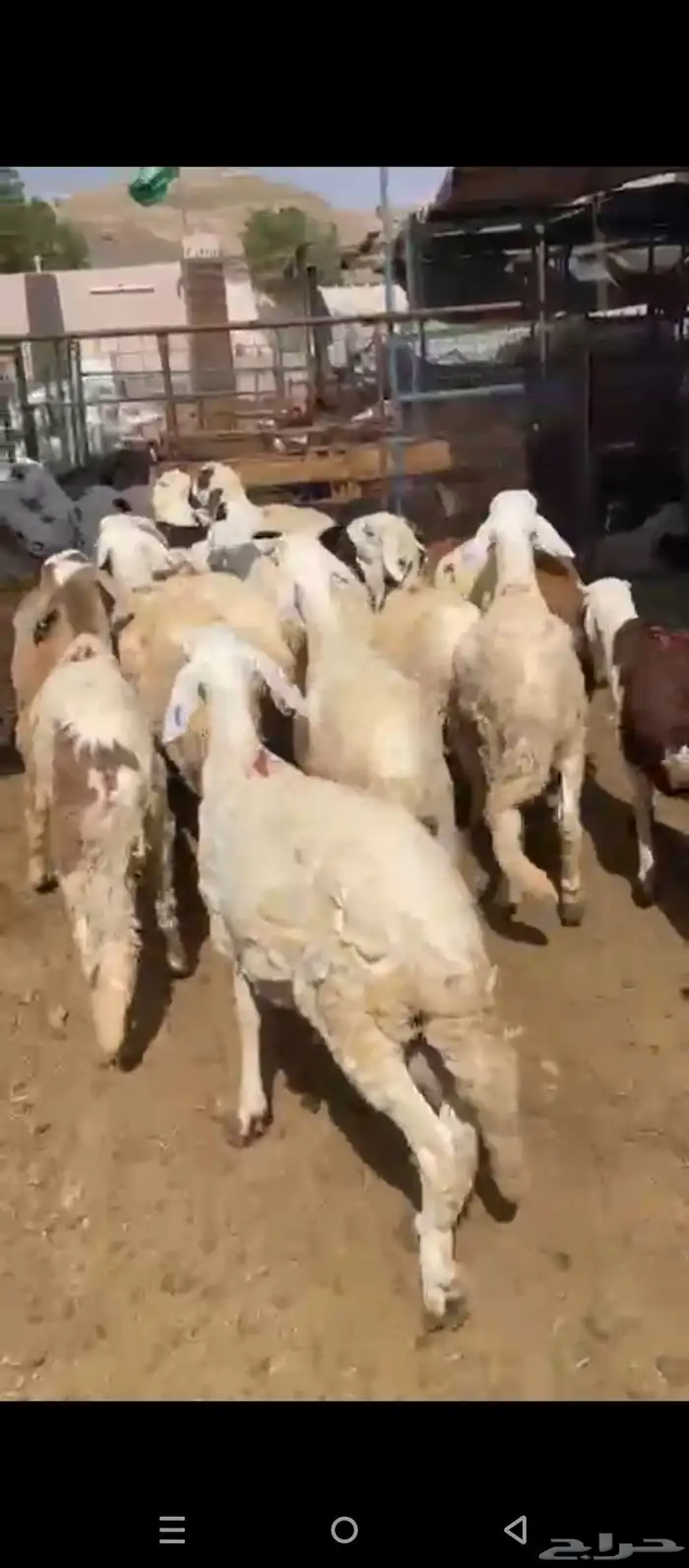 طليان سواكني 4