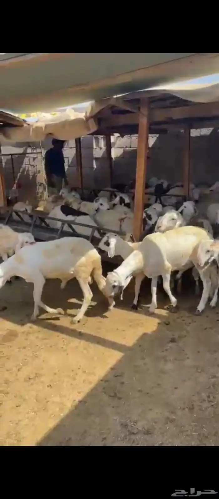 طليان سواكني 8