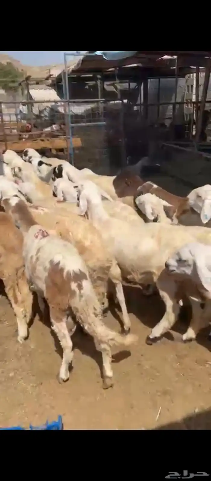 طليان سواكني 5
