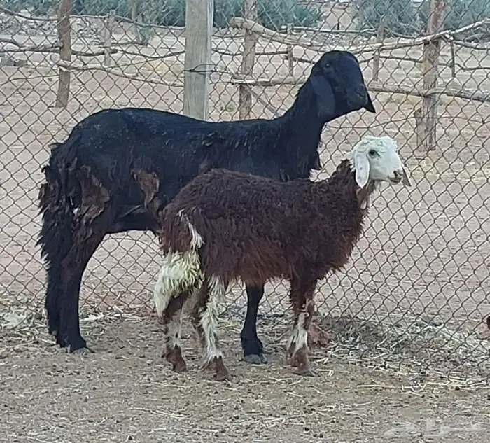 سواكنيه والد 1
