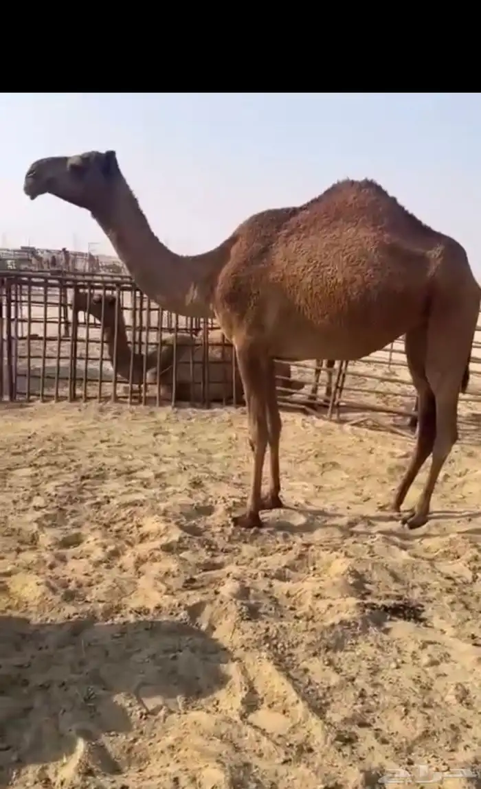 بكره لقيه شعلا 0