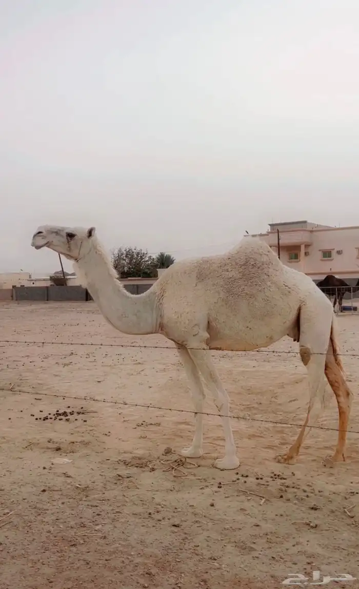 لقحة وضرايب 1