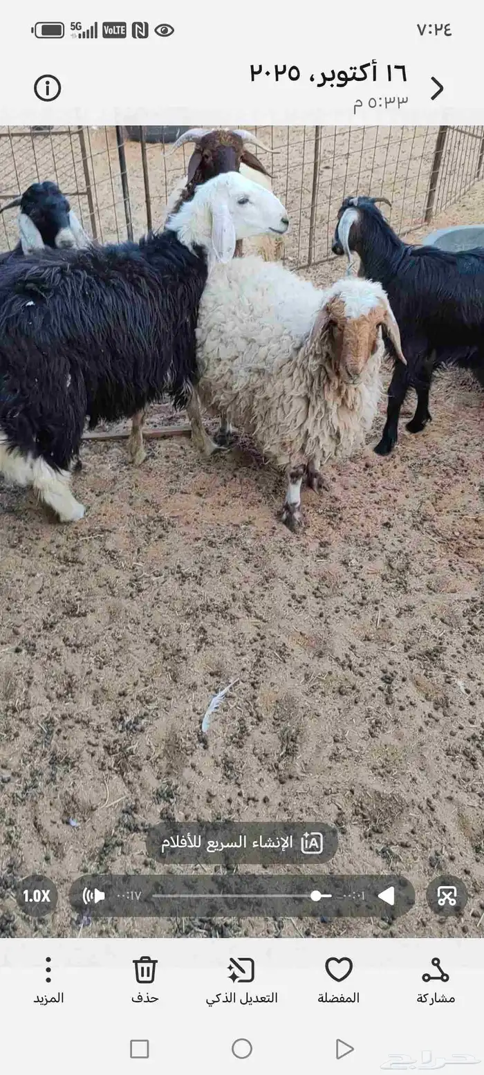 خروفين نعيم ورخلتين نعيم وخروف نجدي و3 تيوس 1