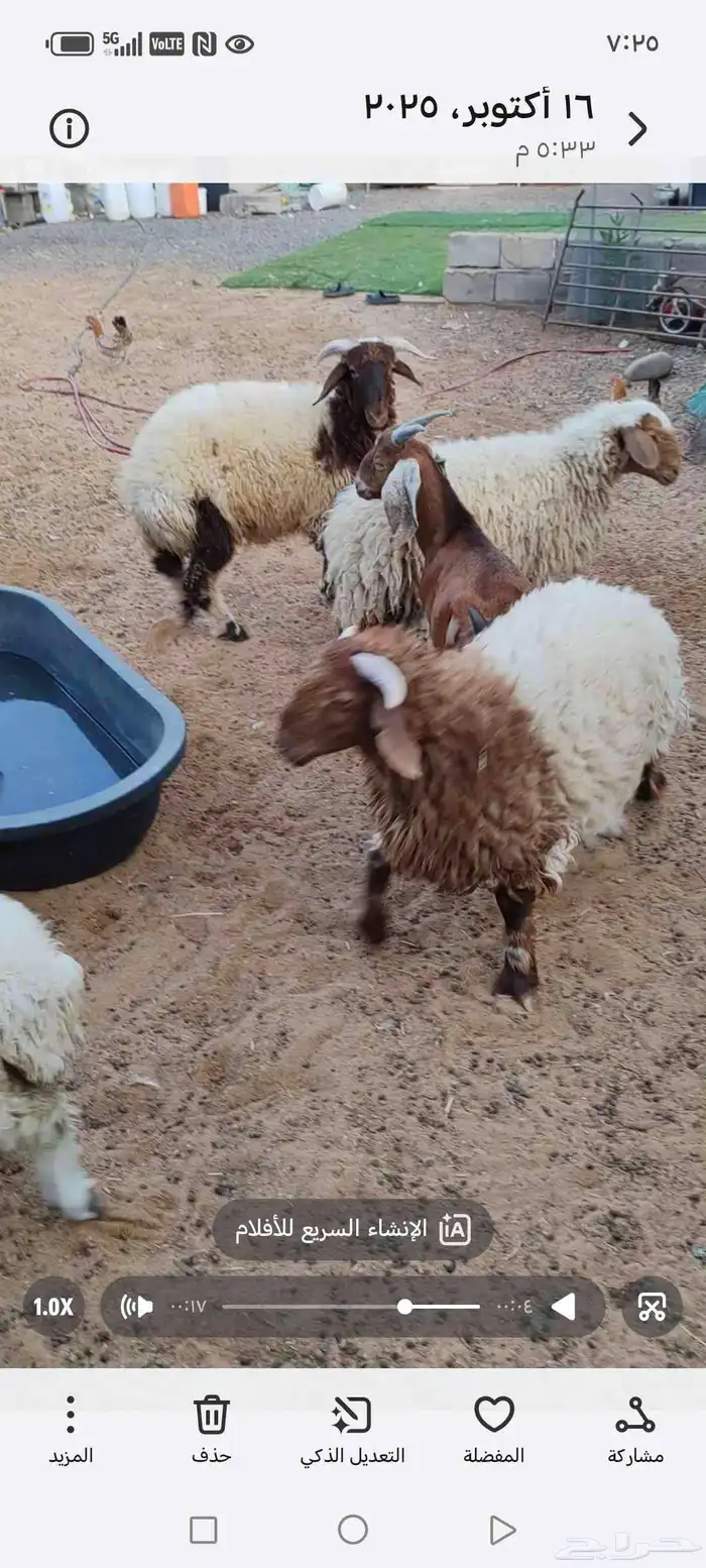 خروفين نعيم ورخلتين نعيم وخروف نجدي و3 تيوس 0