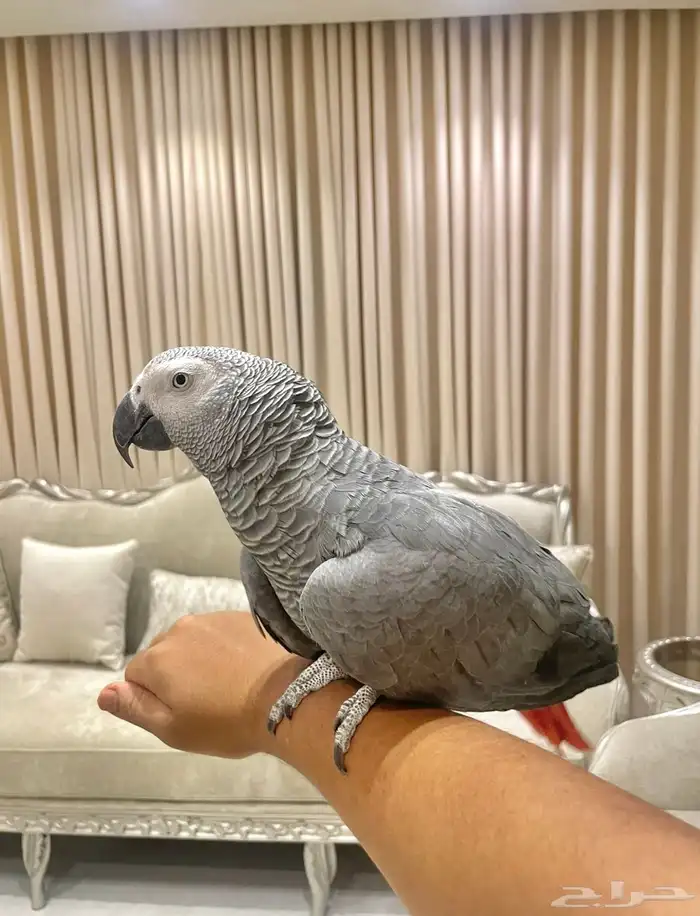 ببغاء كاسكو اسطورة بالكلام 2