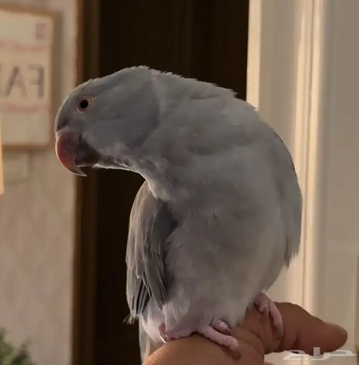 للبيع دره كلير قراي تيل وايت هيد 2