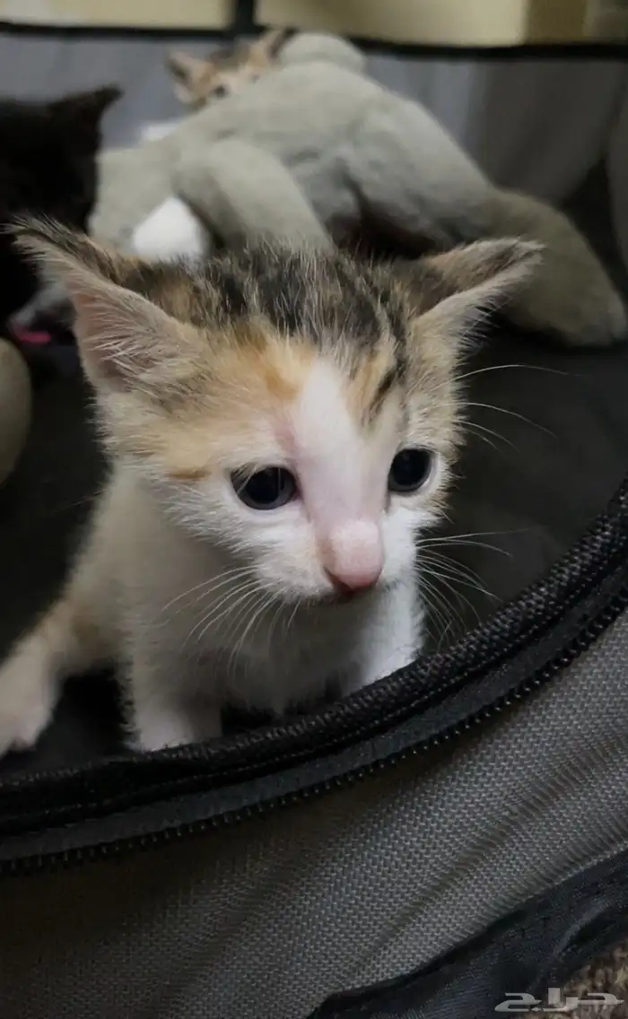 السلام عليكم لدي قطط لتبني 0