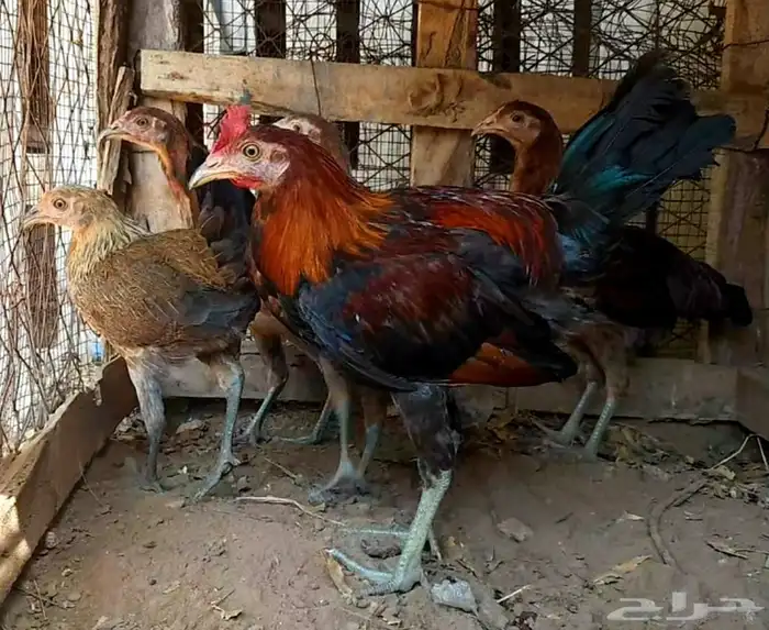 دجاج بلدي ترثه تم البيع 1