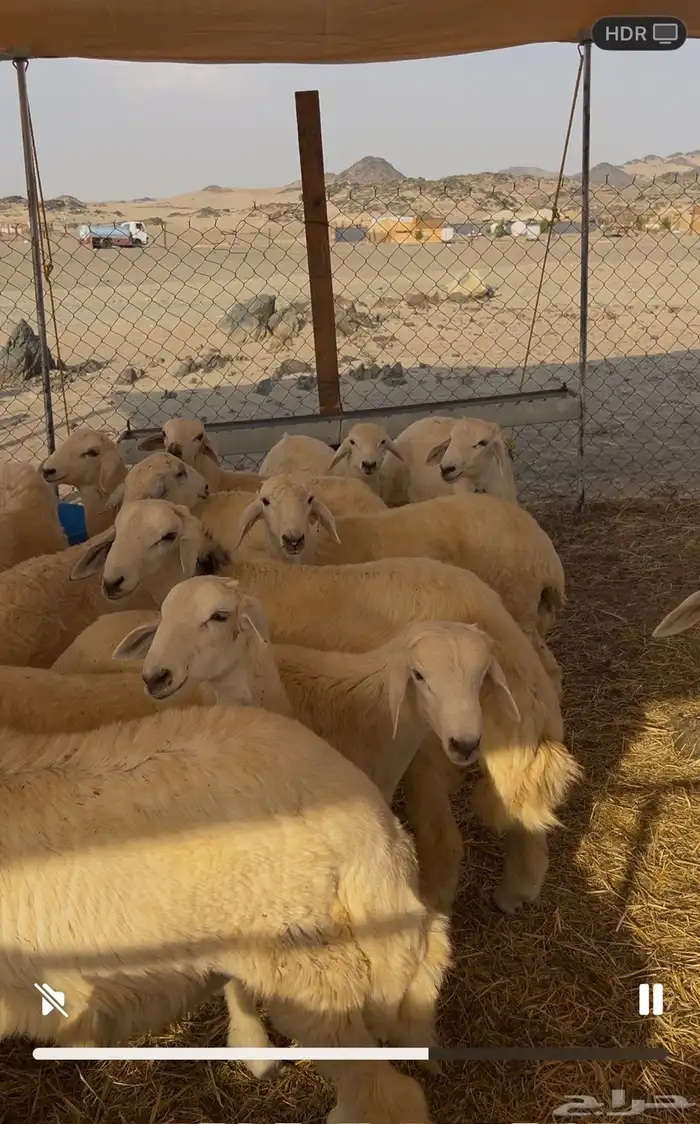 بهم حري 1