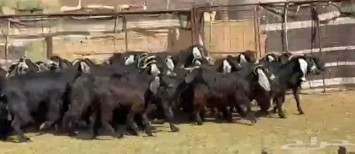 معزاء عوارض مراح 1