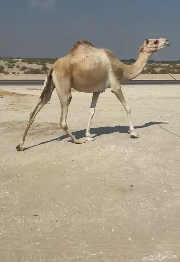 للبيع متلي مدني هجن 1