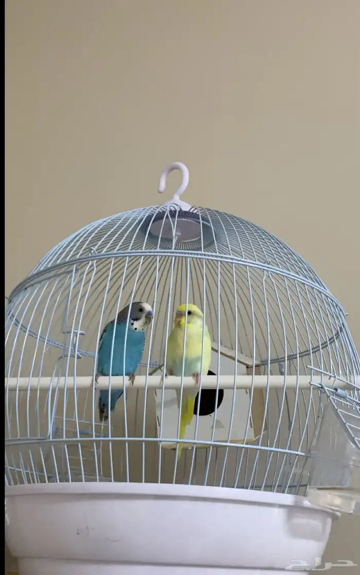 ببغاء ذكر وانثى 0