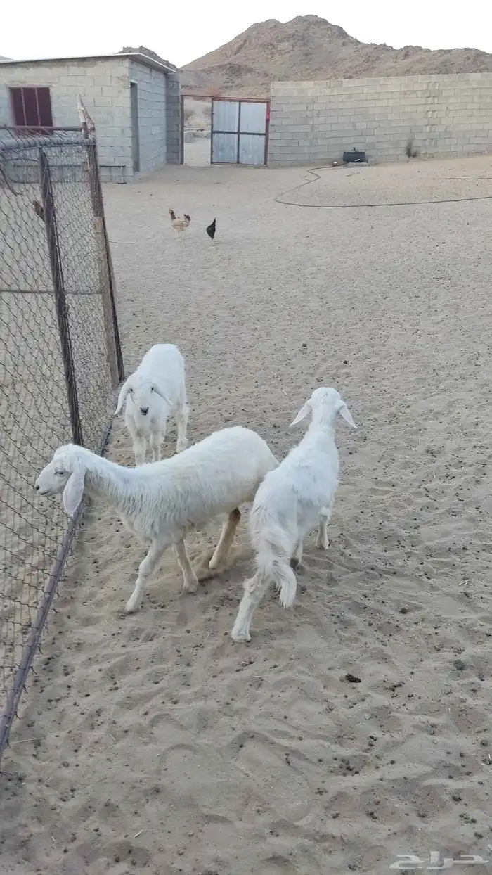 بهم للبيع 3