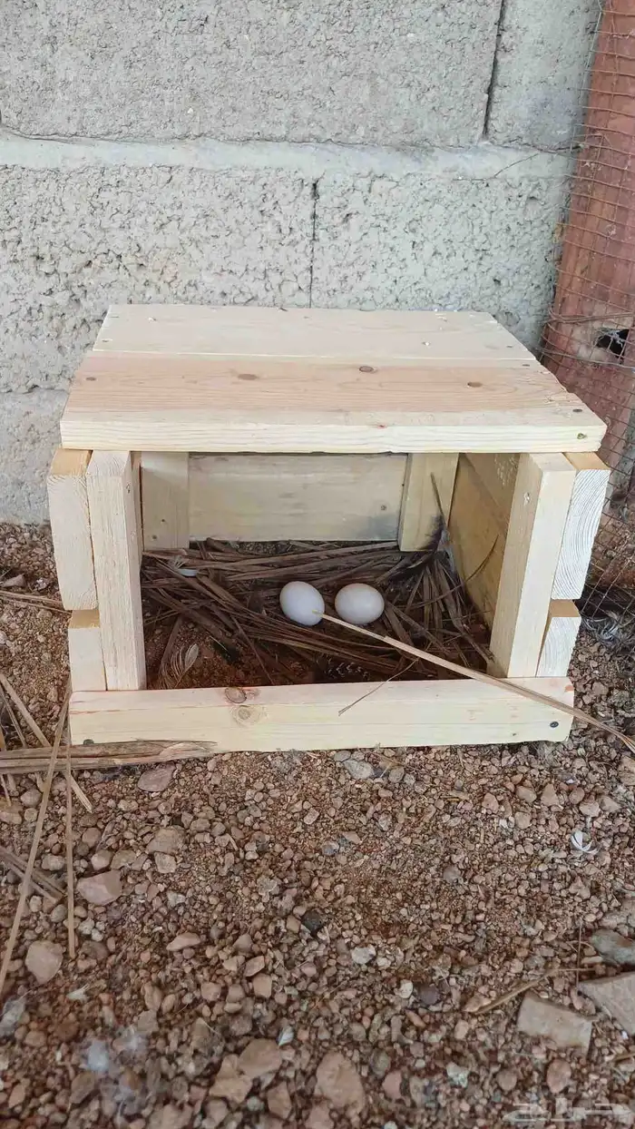 محاكر للدواجن والحمام 8