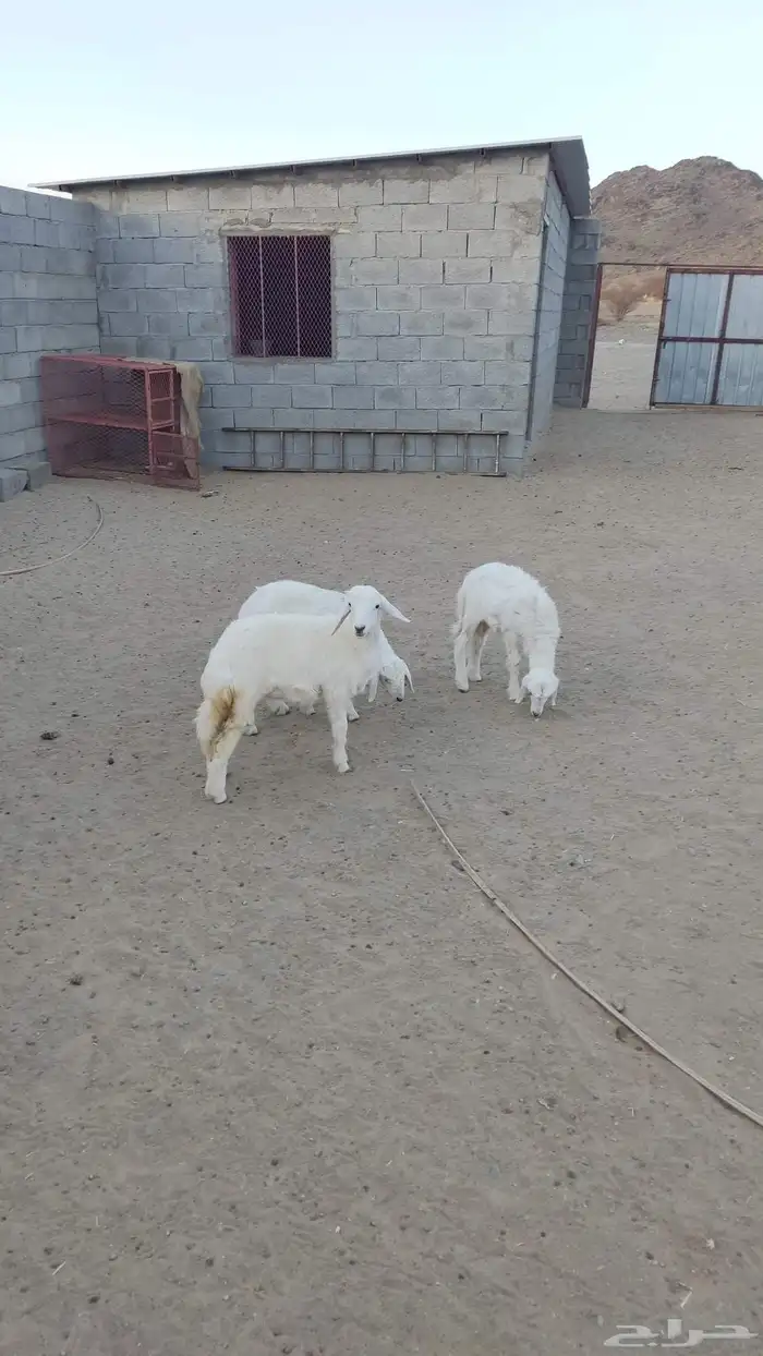 بهم للبيع 0