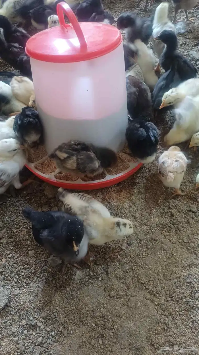 صوص دجاج بلدي 0