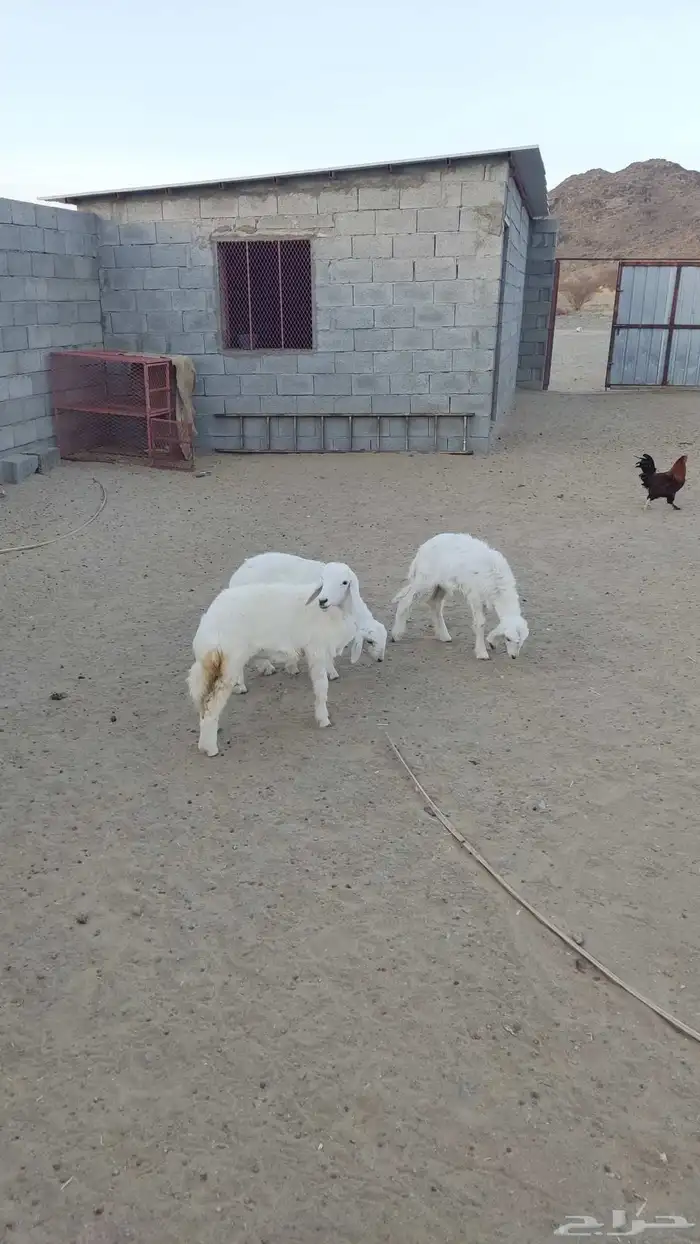 بهم للبيع 1