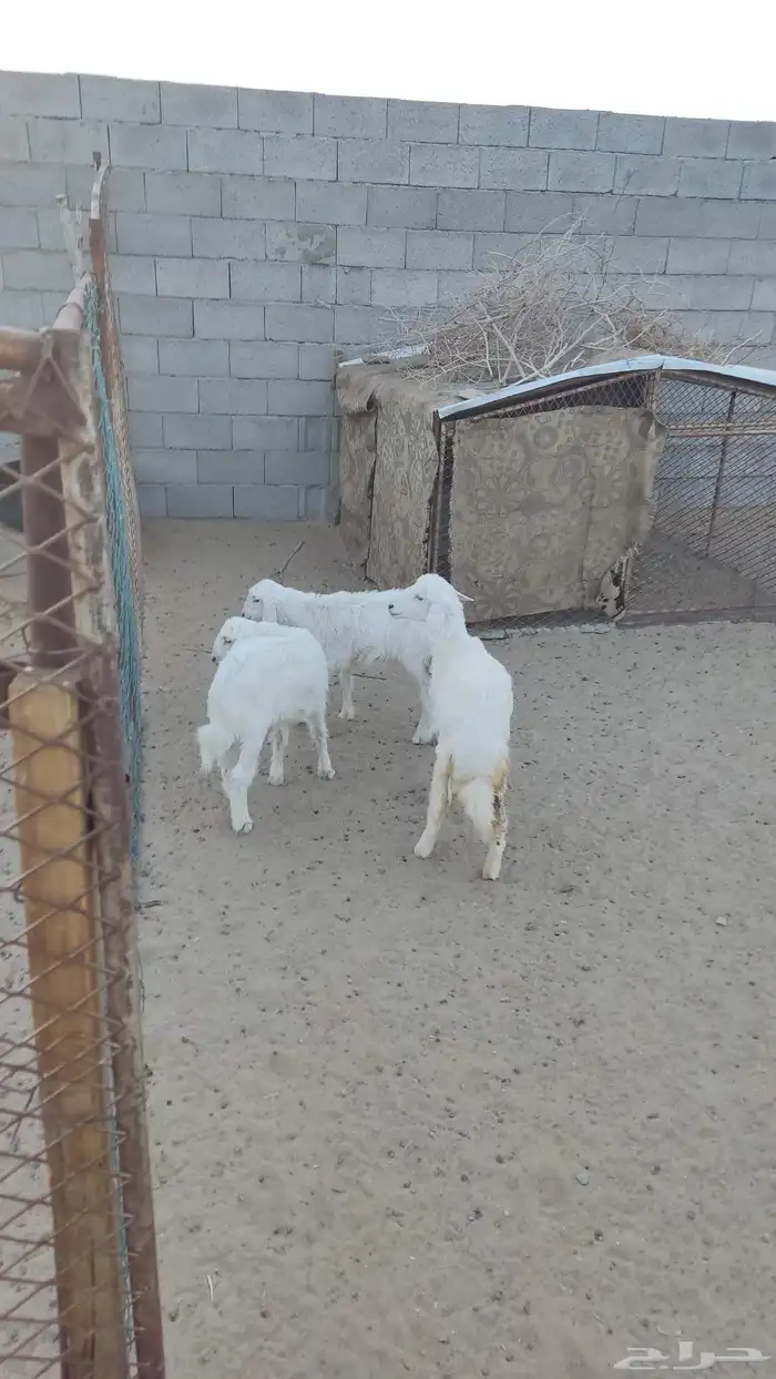 بهم للبيع 2