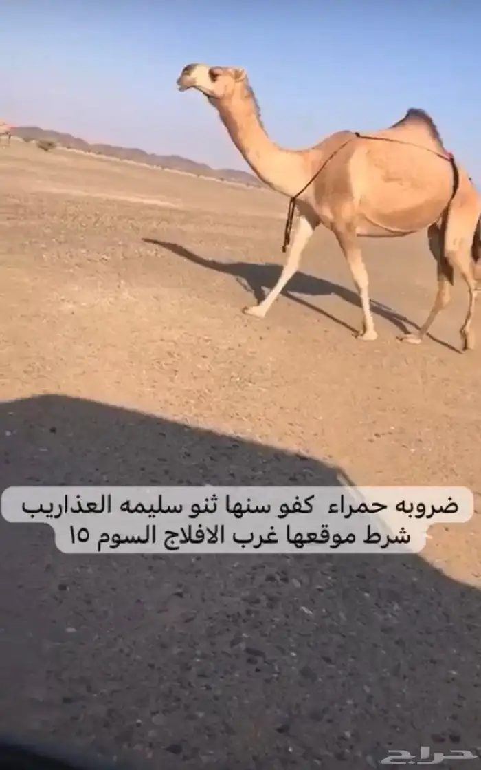 ضروبه حمرا 0