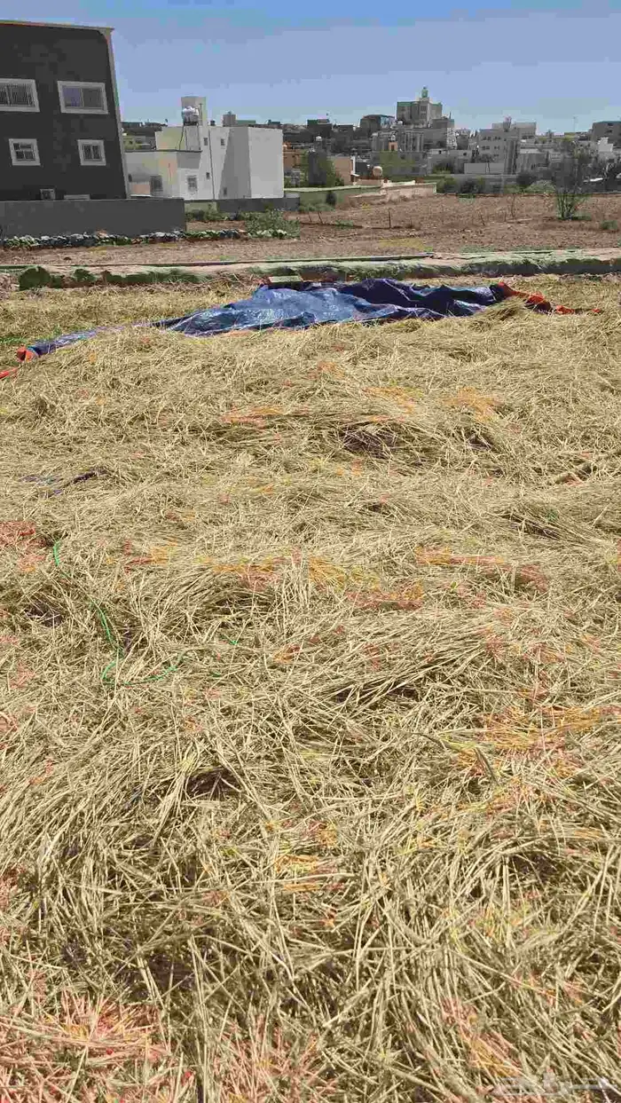 شعير بلدي مضمون 3