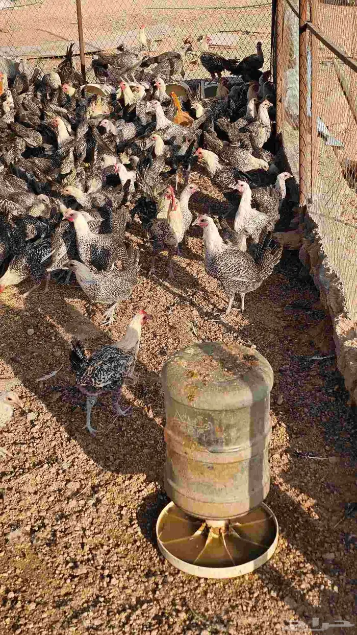 دجاج فيومي للبيع 3