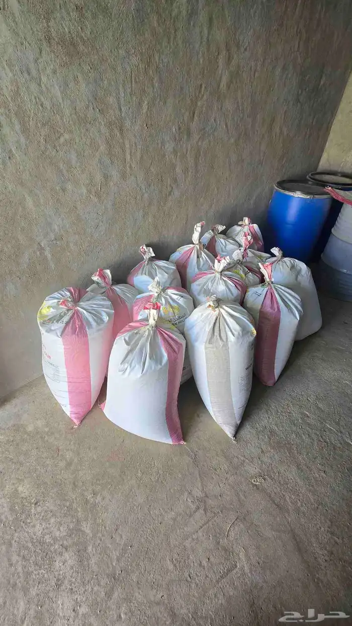 شعير بلدي مضمون 1