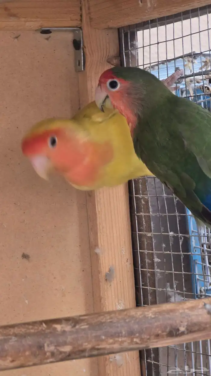 طيور روز جوز 2