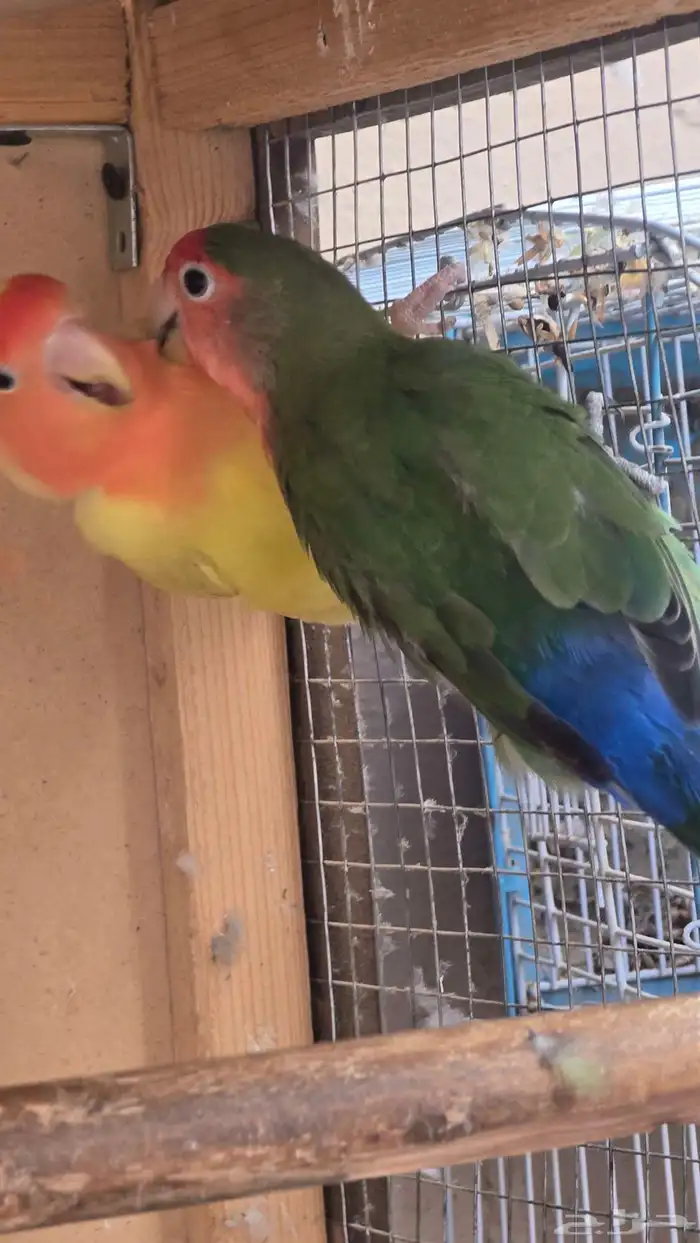 طيور روز جوز 1