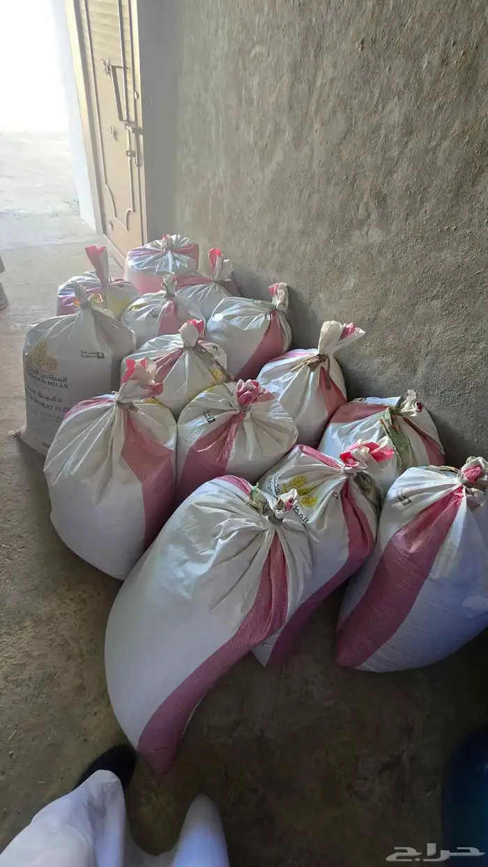 شعير بلدي مضمون 2