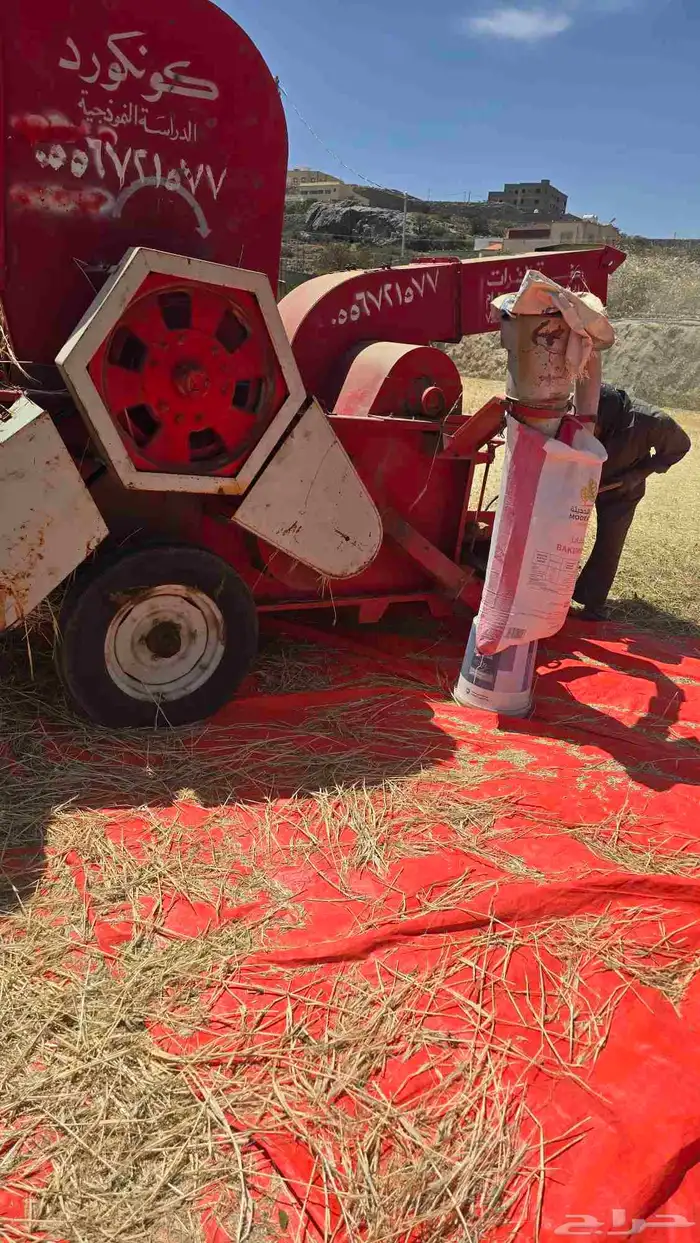 شعير بلدي مضمون 4