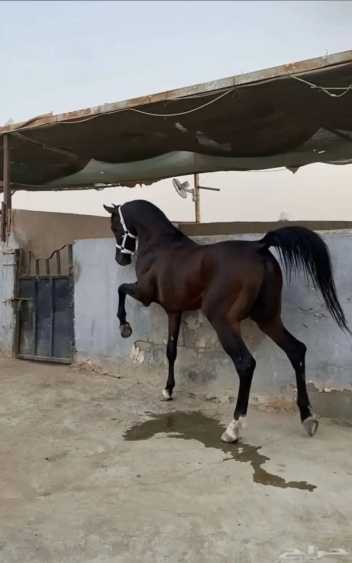 ايواء خيل وتدريب الحمدانية 7