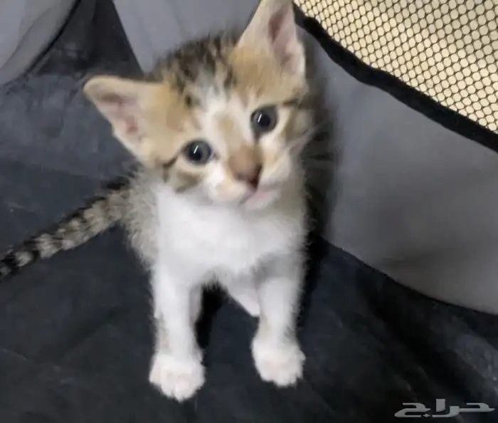 السلام عليكم لدي قطط لتبني 3