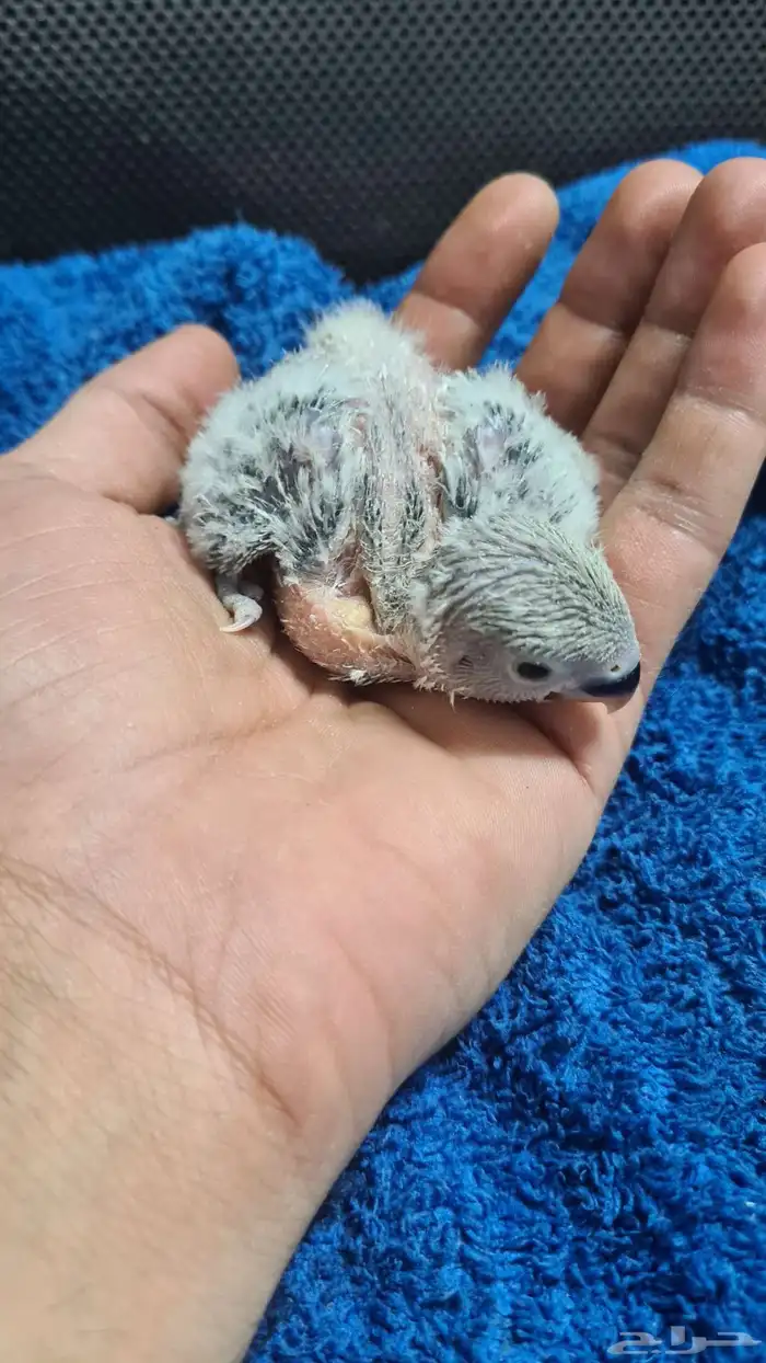 روز غر 0