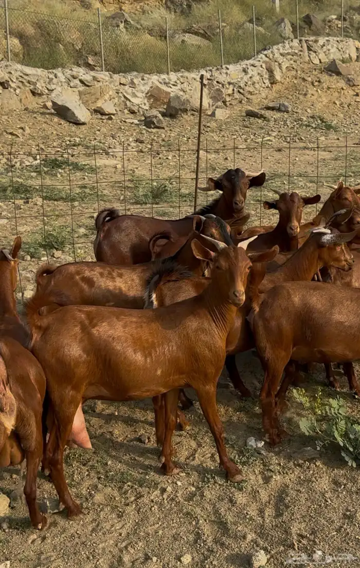 جفار او عنقان معزا دهم 15 ( تم البيع) 0