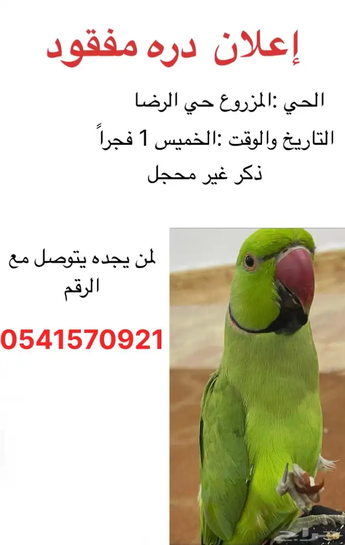 بغبغاء دره مفقود الموقع القطيف المزروع 0