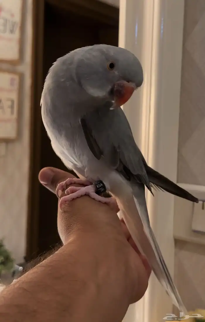 للبيع دره كلير قراي تيل وايت هيد 1