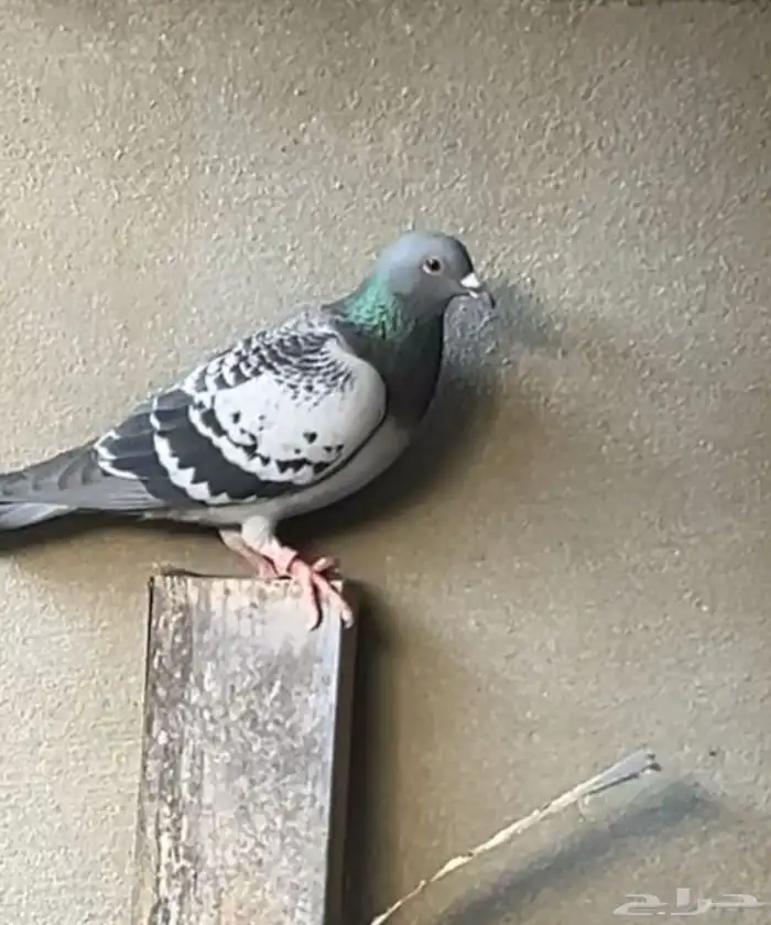 حمام زاجل 0
