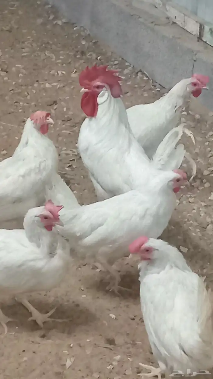 دجاج ابو طربوش 1