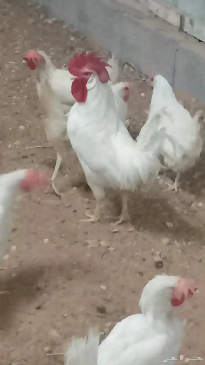 دجاج ابو طربوش 4