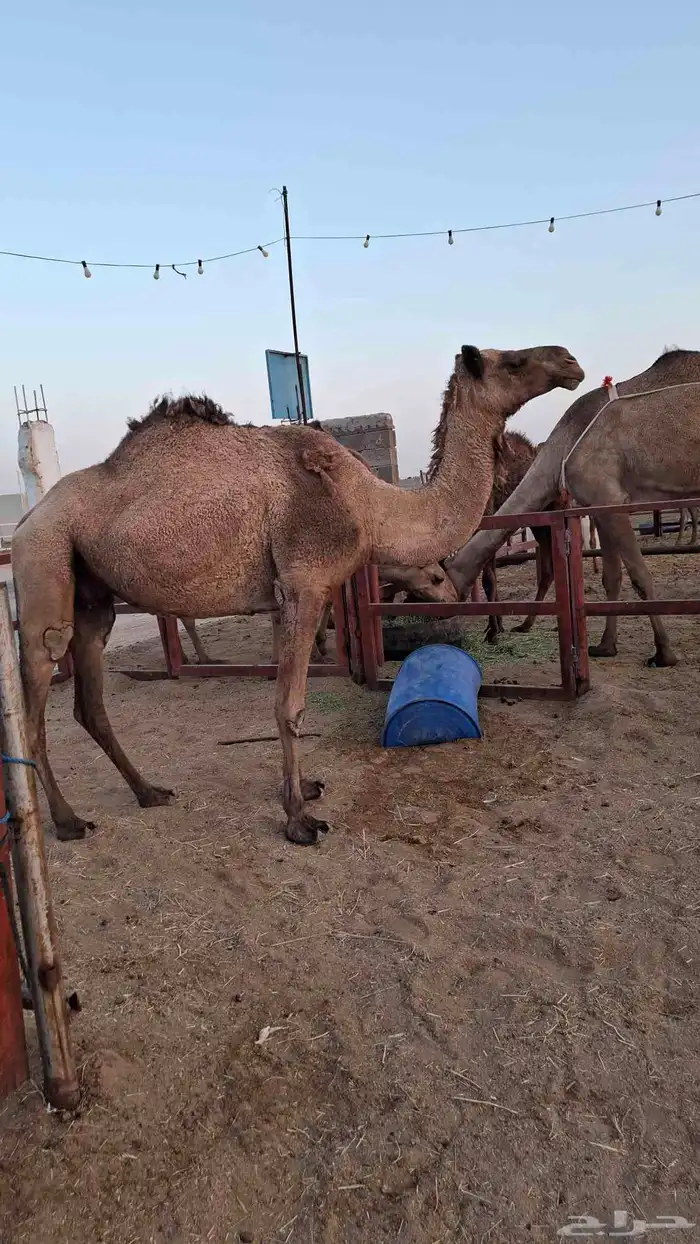 السلام عليكم لقحه على جميع الشروط مبرك مقام ديوس عيون شرط 0