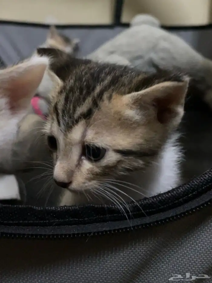 السلام عليكم لدي قطط لتبني 1