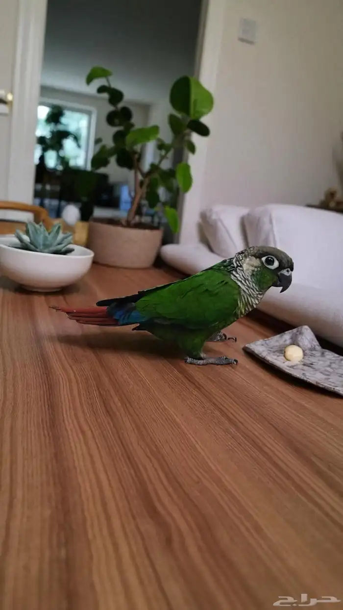 اكتشف رفيقك المثالي  ببغاء جرين شيك الأليف 2