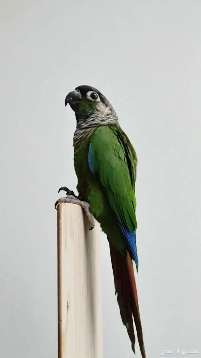 اكتشف رفيقك المثالي  ببغاء جرين شيك الأليف 5