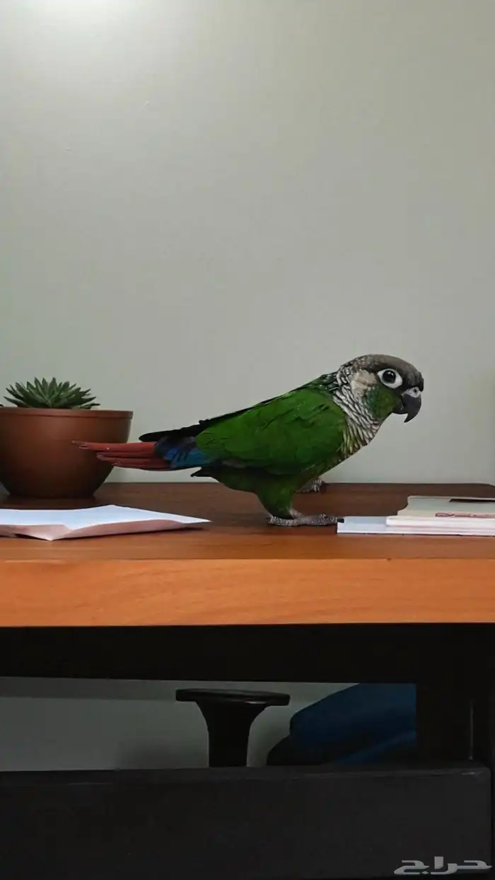 اكتشف رفيقك المثالي  ببغاء جرين شيك الأليف 3