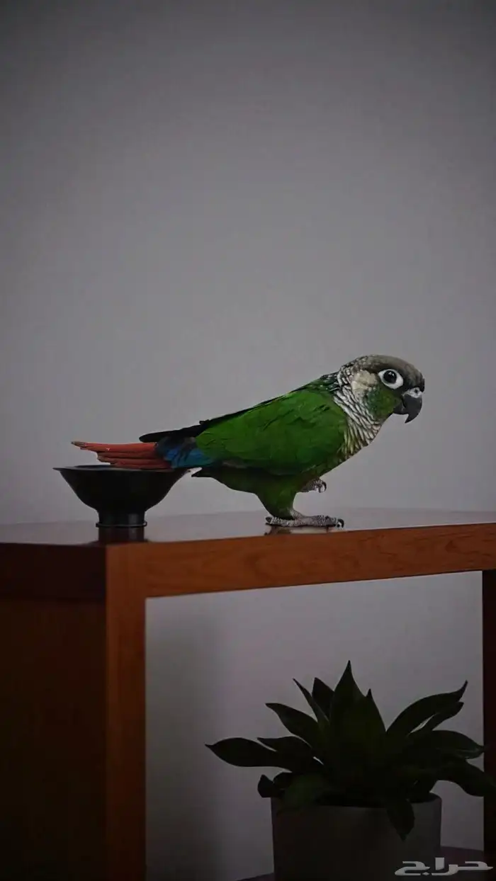 اكتشف رفيقك المثالي  ببغاء جرين شيك الأليف 1