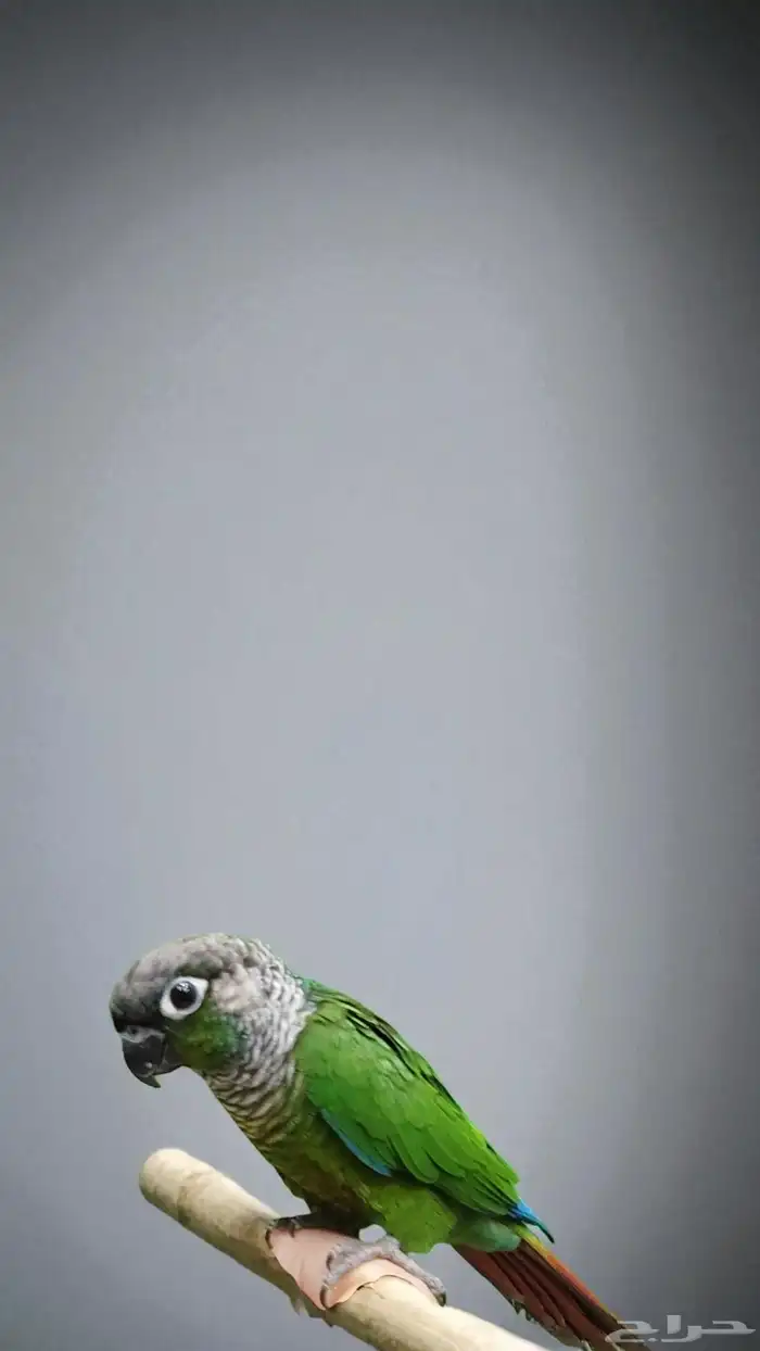 اكتشف رفيقك المثالي  ببغاء جرين شيك الأليف 4