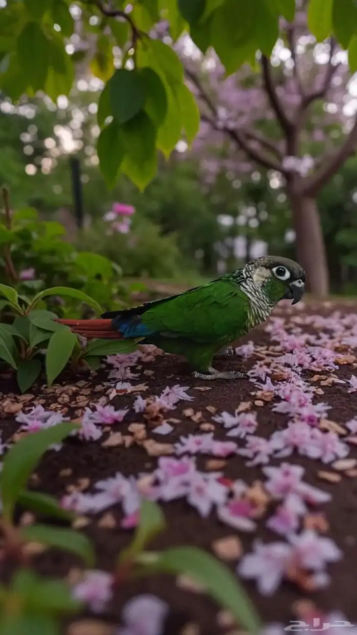 اكتشف رفيقك المثالي  ببغاء جرين شيك الأليف 0