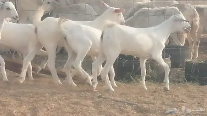 جفار بيشيات من معزا بيشيات صنف 12