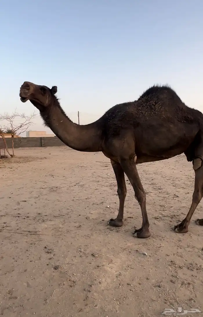 لقحة وضرايب 0