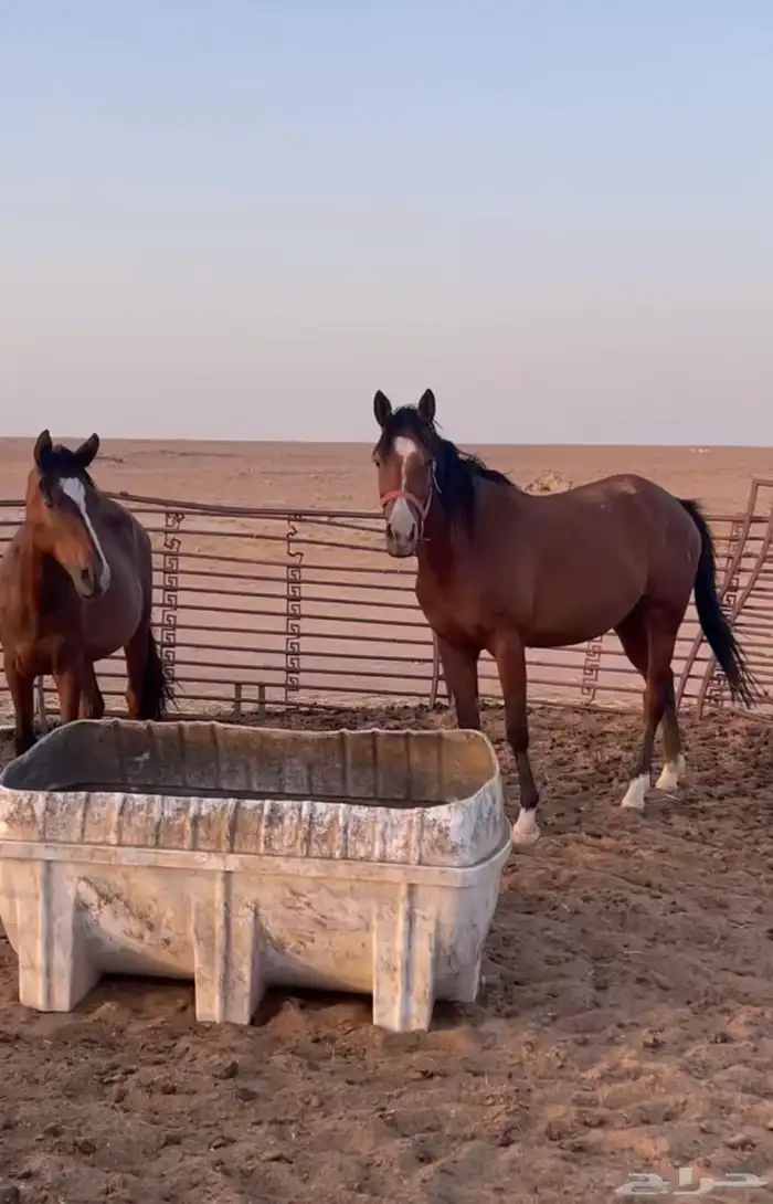 خيل 0